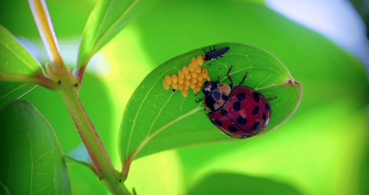 Ladybird and eggs under a green leaf